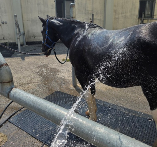 탈수·열사병 막는 ‘여름철 말 관리법’