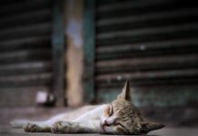 만성피로 증후군, 올바른 관리로 극복할 수 있다 a cat lying on the ground