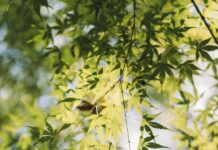 무더운 여름, 건강을 지키는 생활 습관 5가지 Green leaves hang from a tree branch.
