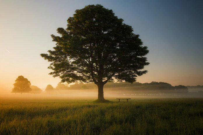 Photo by Simon Wilkes green leafed tree surrounded by fog during daytime