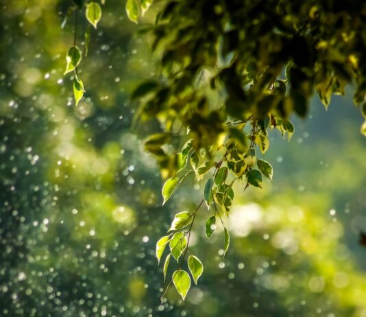 일상 속 웰니스, 새로운 라이프스타일로 자리잡다 selective focus photo of green vine
