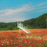 “일상 속에서 꽃피는 웰니스 문화, 건강을 생활로 이끄는 새로운 물결” White staircase in a vibrant field of red poppies.